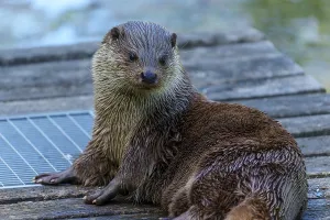 European Otter on Wooden Platform Print, Germany