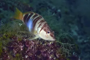 Uninhabited Mediterranean Coast Prints: Painted comber (Serranus scriba)