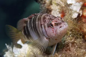 Close Up Fish Images Prints: Painted comber (Serranus scriba)