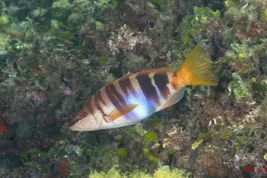 Bony Fish Underwater Photo Prints: Painted comber (Serranus scriba)