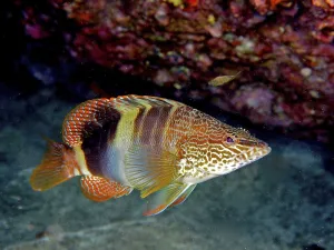 Gran Canaria Dive Site Prints: Painted comber (Serranus scriba)