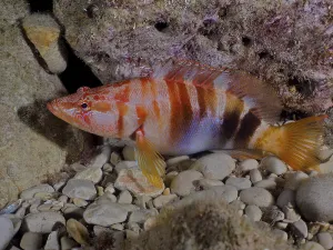 Costa Brava Diving Prints: Painted comber (Serranus scriba)