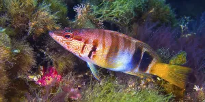 Bony Fish Europe Prints: Painted Comber, Serranus scriba