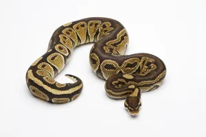 Ball Python Prints: Paradox Super Fire Ball Python or Royal Python (Python regius)