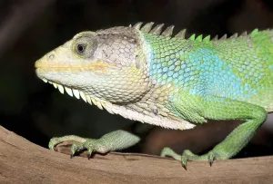 Peru Wildlife Photography Prints: Peruvian Monkey Lizard (Polychrus peruvianus)
