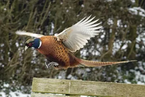 Fauna Photography Prints: Pheasant (Phasianus colchicus)