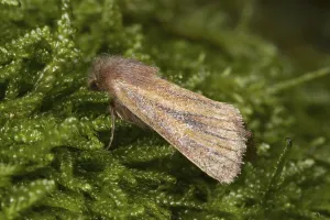 Owlet Moth Prints: Photedes pygmina, owlet moth (Noctuidae)