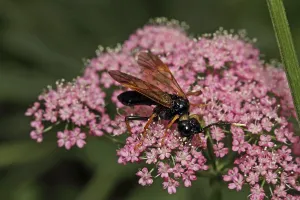 Ichneumon Wasp Prints: Pimpla rufipes (Pimpla instigator)