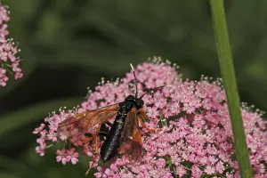Ichneumon Wasp Prints: Pimpla rufipes (Pimpla instigator)