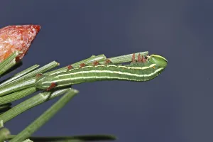 Pine Hawk Moth Prints: Pine Hawk Moth