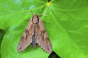 High Angle View Photos Prints: Pine Hawk Moth