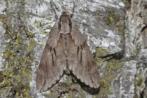 Pine Hawk Moth Prints: Pine Hawk Moth