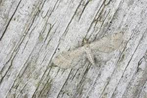 Lepidopteran Insects Europe Prints: Plain Pug (Eupithecia simpliciata)