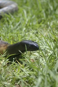Scaled Reptile Portraits Prints: Portrait of Australian black headed python