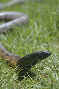 Wildlife Reptile Photography Prints: Portrait of Australian black headed python