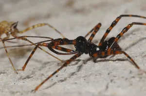 Assassin Bug Prints: Predatory bug