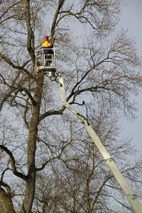Tree Pruning Prints: Pruning