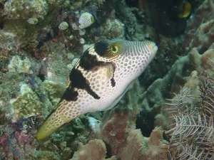 Deserted Dive Site Photos Prints: Pufferfish with unique pattern