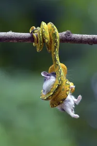Foraging In The Wild Prints: Python catch a prey on a tree
