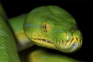 Green Tree Python Prints: Python (Chondropython viridis, also Morelia viridis) New-Guinea