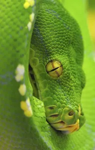 Python (Chondropython viridis) New Guinea