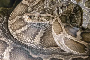 ImageBROKER Print of Python molurus (Indian python)