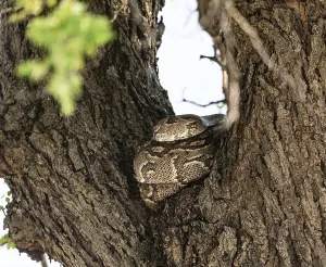 African Reptile Images Prints: Python (Pythonidae) resting on a tree