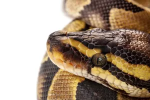 Python Regius Prints: Python Regius snake isolated on white background