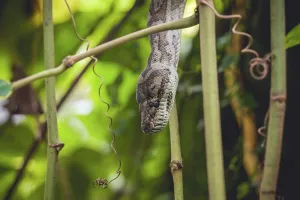 Tropical Jungle Landscape Photo Prints: Python in a tree in a tropical jungle