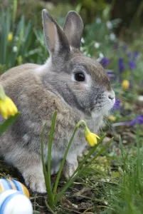 Empty Holiday Scene Prints: Rabbit between easter eggs and daffodils