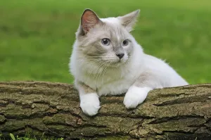 Ragdoll Cat Prints: Ragdoll, lilac tabby mitted solid