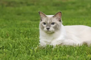 Nature Photography Austria Prints: Ragdoll, lilac tabby mitted solid