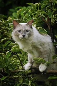 Nature Photography In Austria Prints: Ragdoll, lilac tabby mitted solid