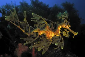 Bony Fish Species Image Prints: Ragfish (Phycodurus eques), Kangaroo Island