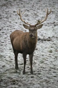 Red Stag Prints: Red deer