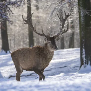 European Red Stag Prints: Red deer (Cervus elaphus), in the snow