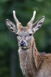 European Red Stag Prints: Red deer (Cervus elaphus), spike