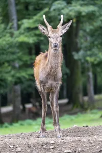 Red Deer In Germany Prints: Red deer (Cervus elaphus), spit
