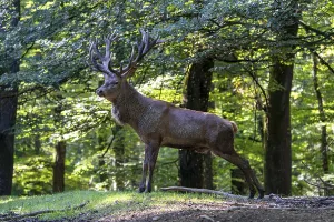 Red Deer In Germany Prints: Red deer (Cervus elaphus), Volcanic Eifel