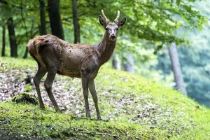 European Red Stag Prints: Red deer (Cervus elaphus), Volcanic Eifel