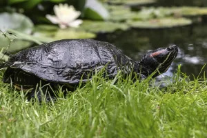 Trachemys Scripta Elegans Prints: Red-eared slider (Trachemys scripta elegans)