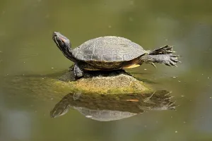 Reptile Wildlife Prints: Red-eared slider (Trachemys scripta elegans) (Pseudemys scripta elegans)