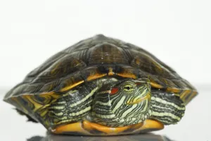 Red Eared Slider Prints: Red-eared Slider (Trachemys scripta elegans) (Pseudemys scripta elegans)