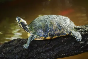 Uninhabited Tree Scene Prints: Red-eared slider (Trachemys scripta elegans) on a tree trunk
