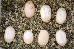Trachemys Scripta Elegans Prints: Red-eared Turtle, eggs in incubator (Trachemys scripta elegans) (Pseudemys scripta elegans)