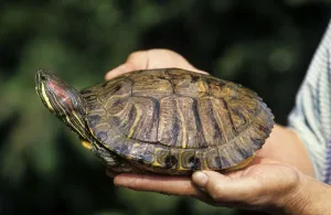 Trachemys Scripta Elegans Prints: Red-eared Turtle in hand, Belgium (Trachemys scripta elegans) (Pseudemys scripta elegans)