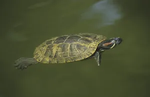 Water Animal Pictures Prints: Red-eared Turtle (Pseudemis scripta elegans)