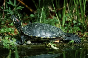Trachemys Scripta Elegans Prints: Red-eared Turtle (Trachemys scripta elegans) (Pseudemys scripta elegans)