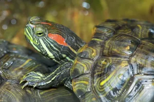 Red Eared Slider Prints: Red-eared Turtle (Trachemys scripta elegans) (Pseudemys scripta elegans)