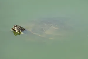 Uninhabited Wildlife Environments Prints: Red-eared Turtle (Trachemys scripta elegans) (Pseudemys scripta elegans)